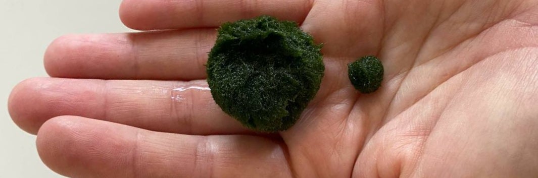 marimo marimo-1-3-van-22-94344a2b.jpeg