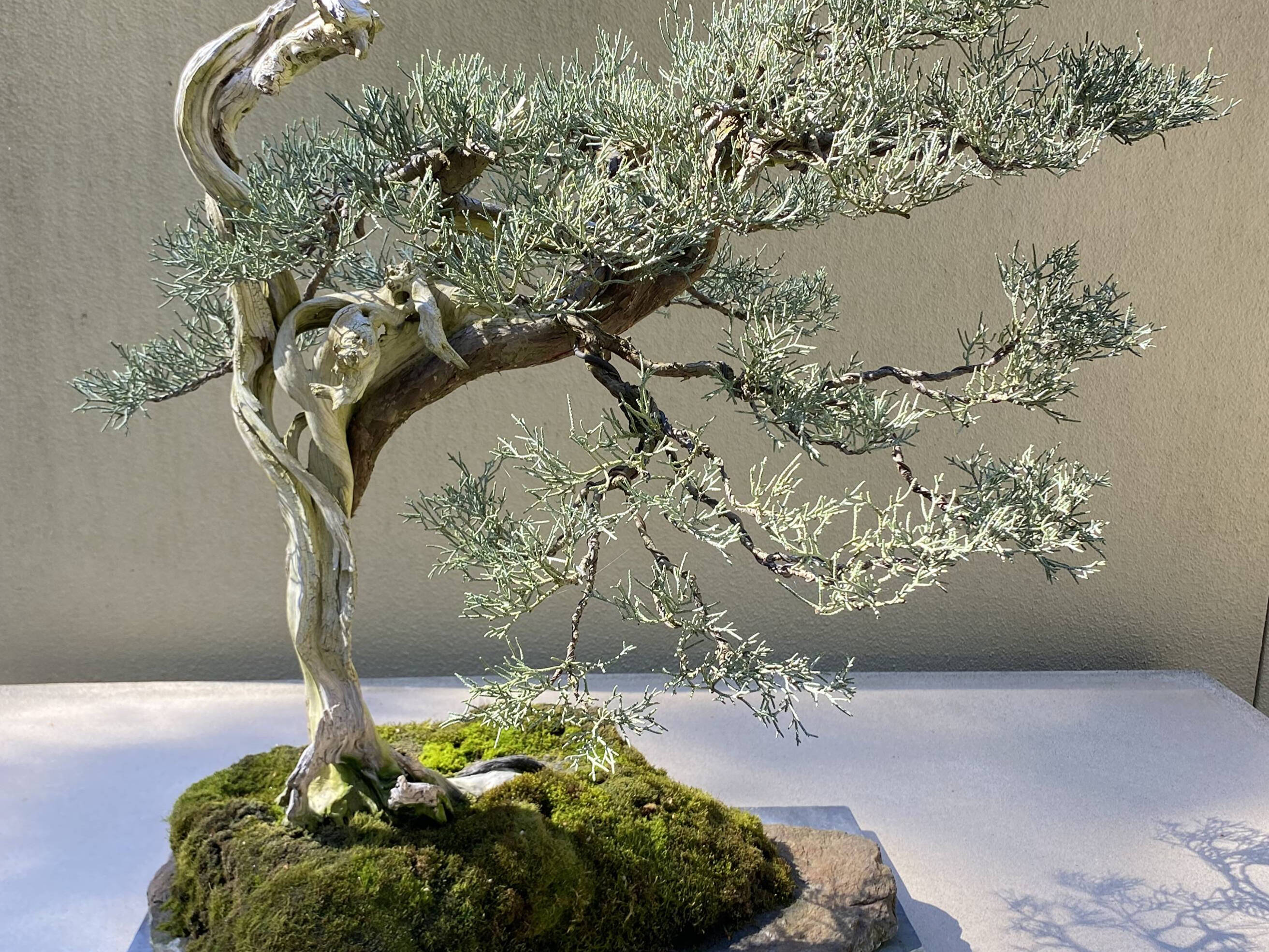 Learn: Bonsai for Beginners | Jade & Co