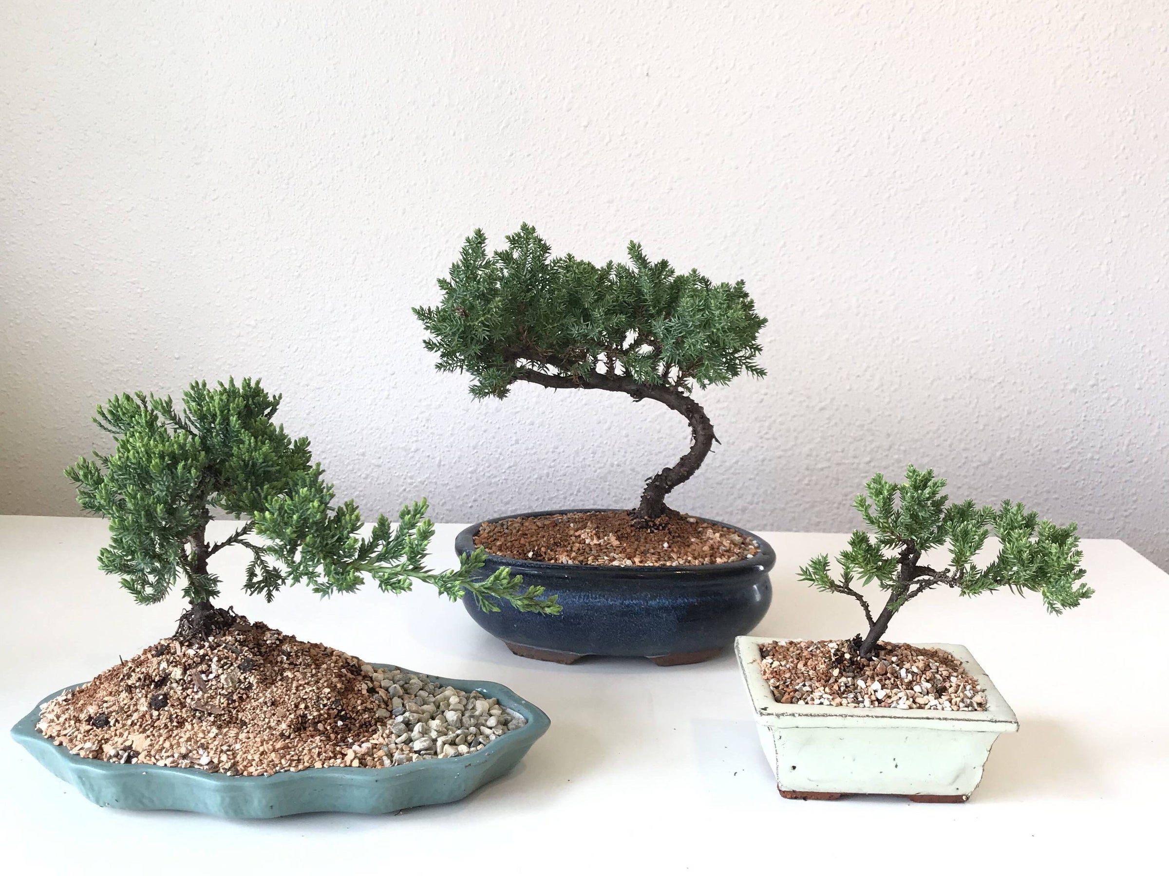 ligustrum sinense bonsai Bonsai Ligustrum + Care Kit main image 0