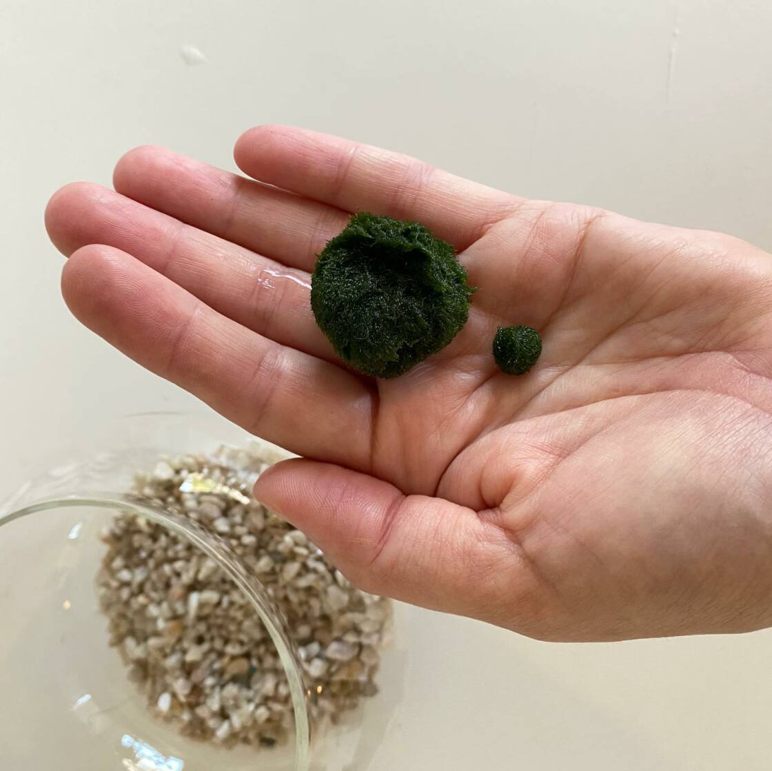 Learn: Marimo Moss