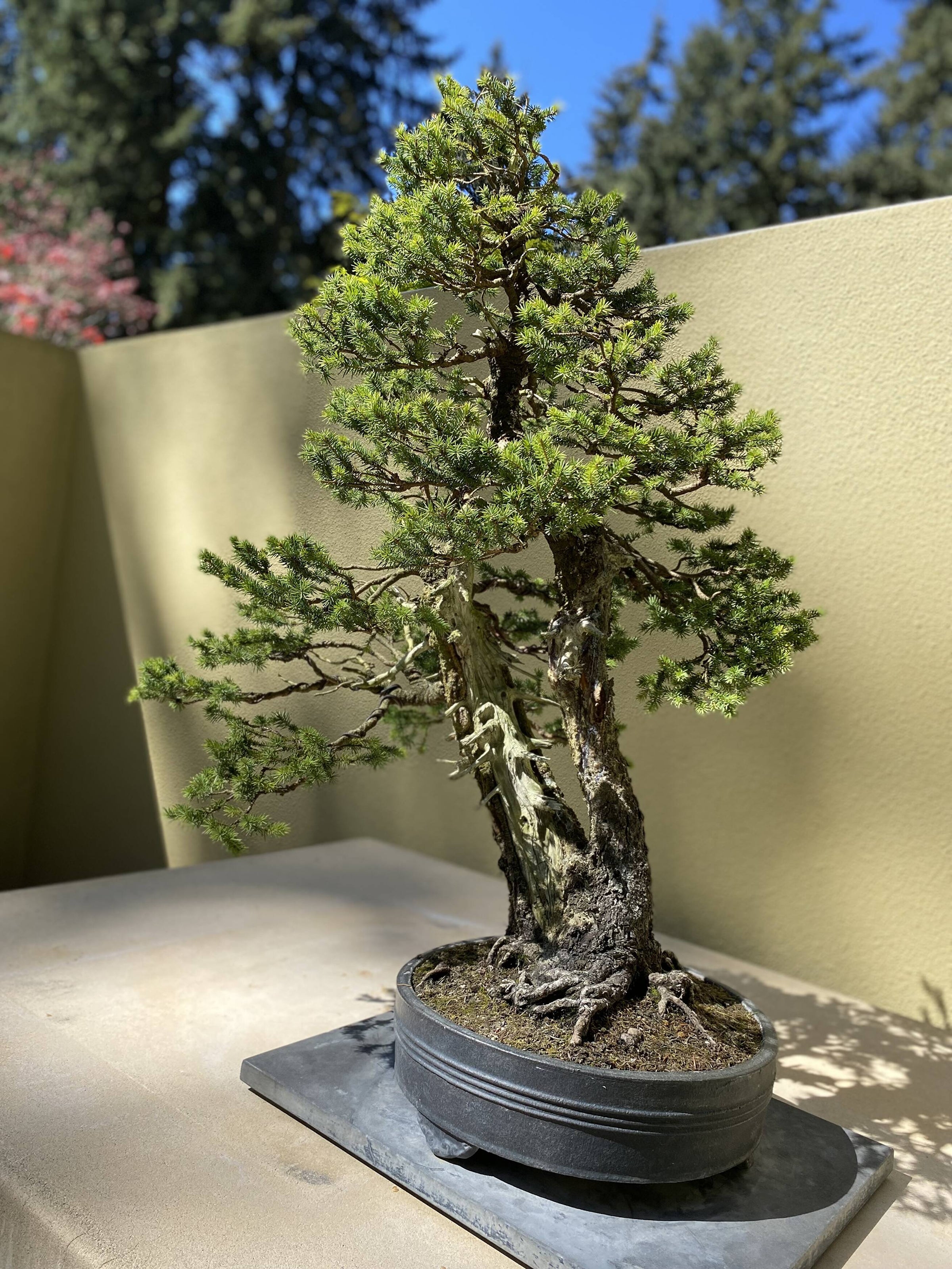 Learn: Bonsai for Beginners | Jade & Co