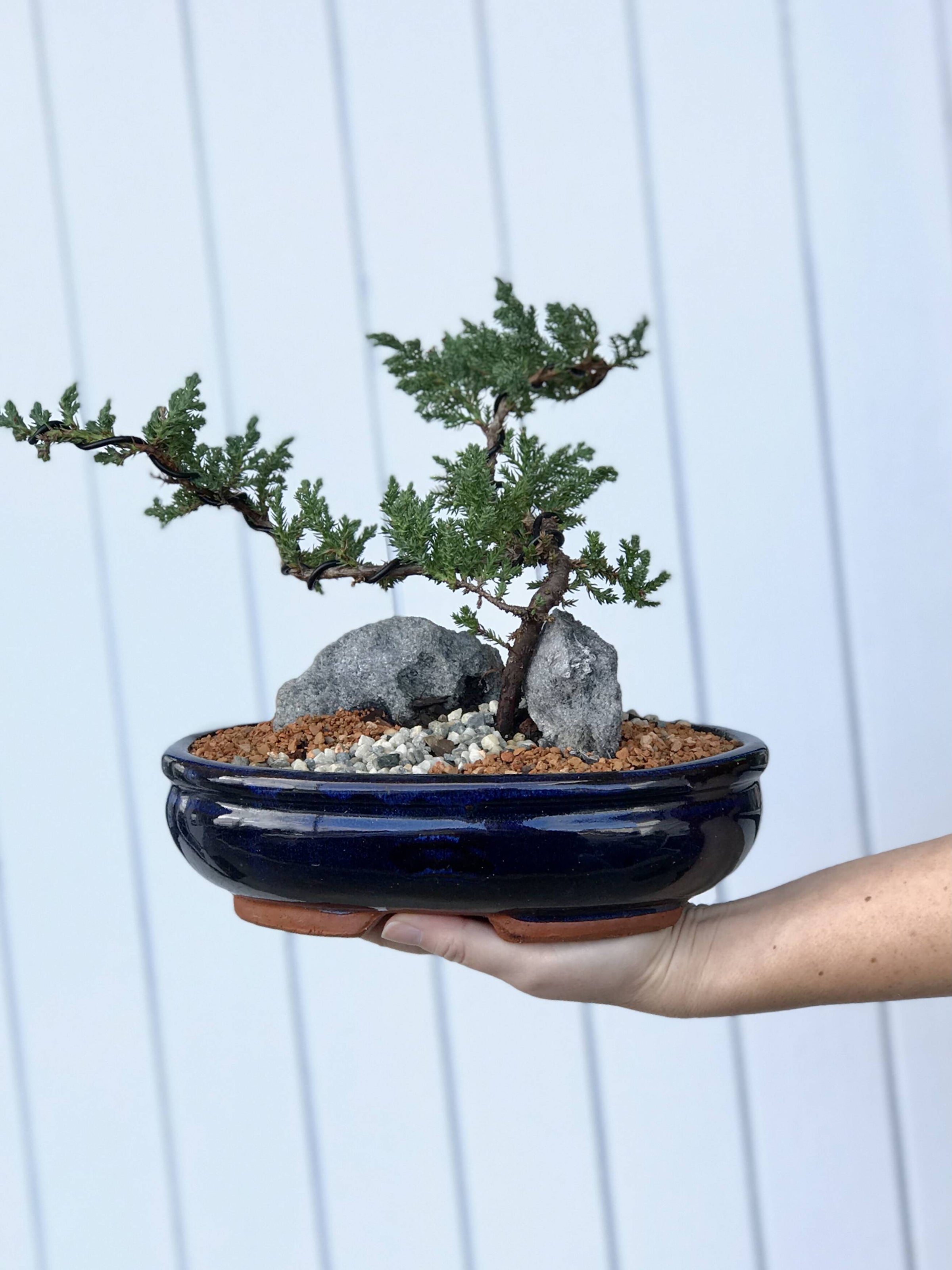 Learn: Bonsai for Beginners | Jade & Co