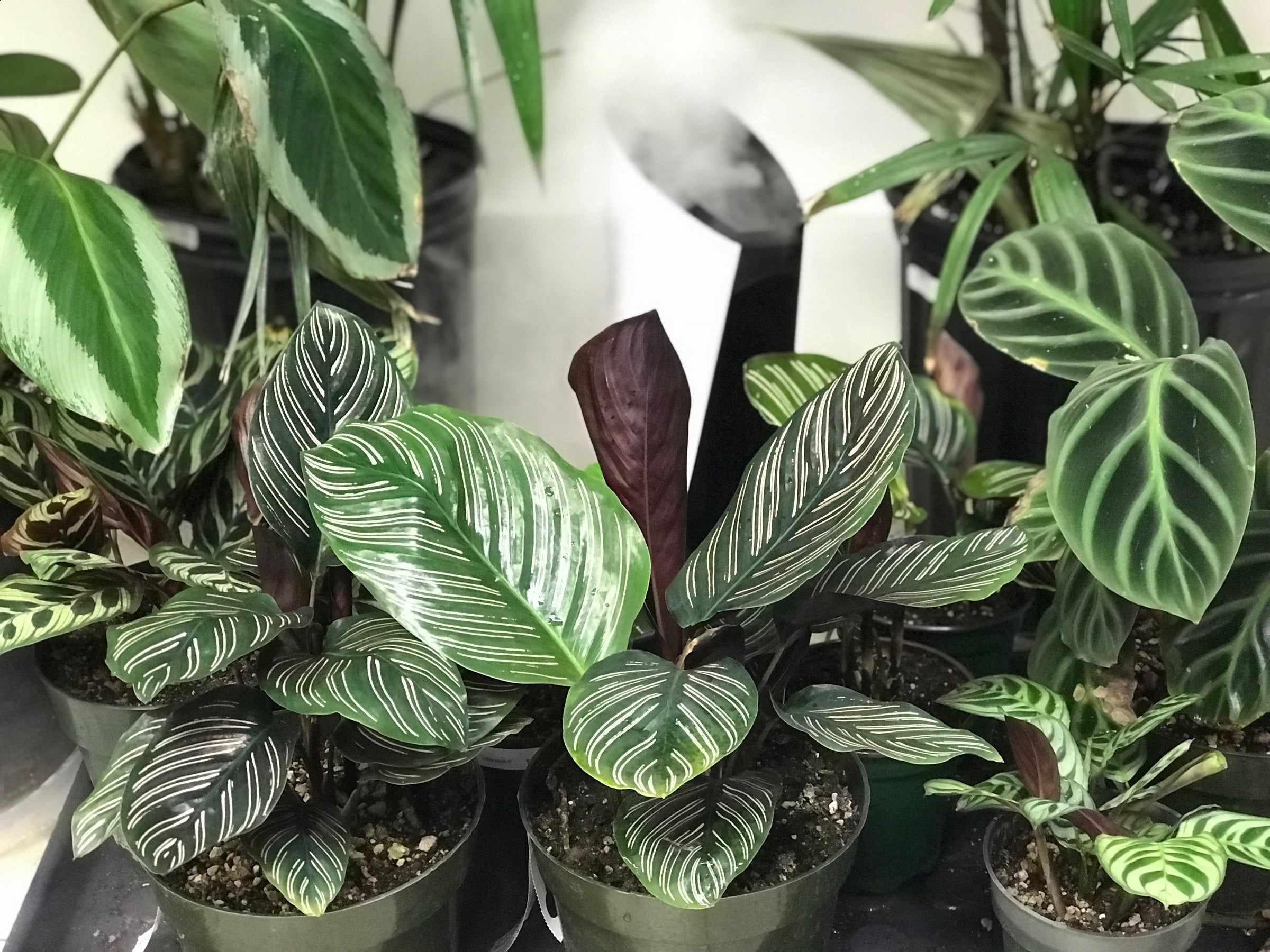 erde für bonsai bäume Bonsai-Erde kaufen? ✓ Schnell versandt – Sybotanica main image 1